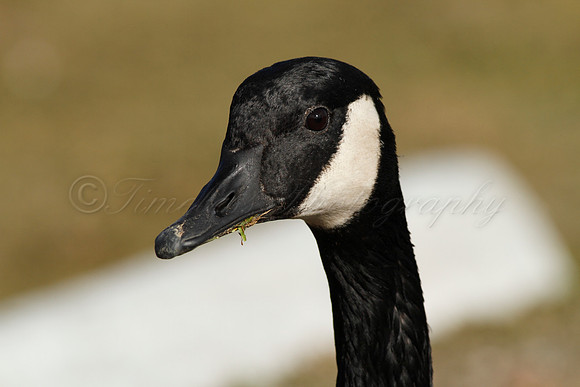 Canada Goose
