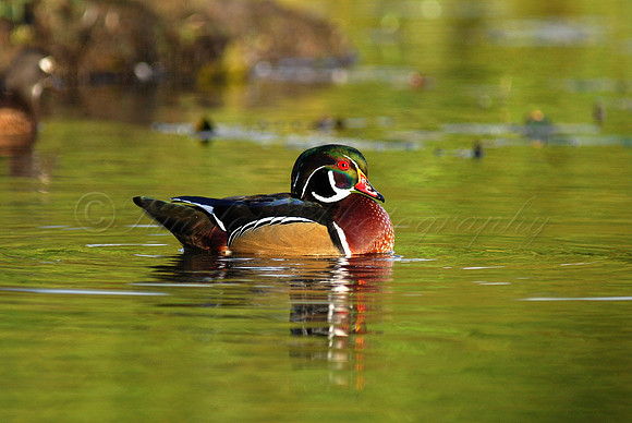 Male Wood Duck