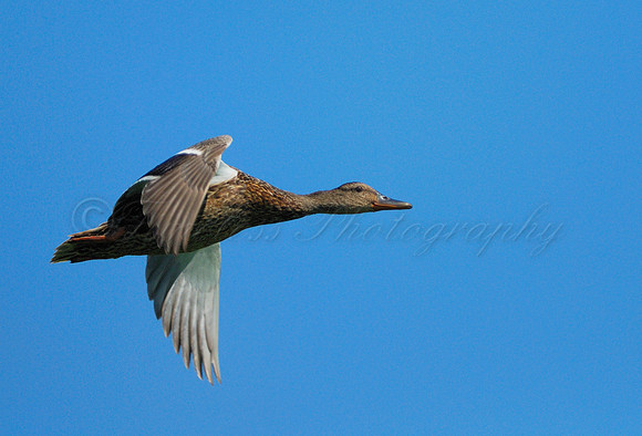 Mallard In Flight