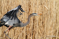 Wading Birds