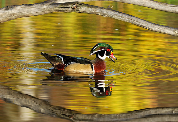 Male Wood Duck