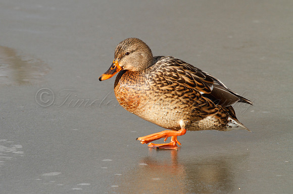 Mallard On Ice