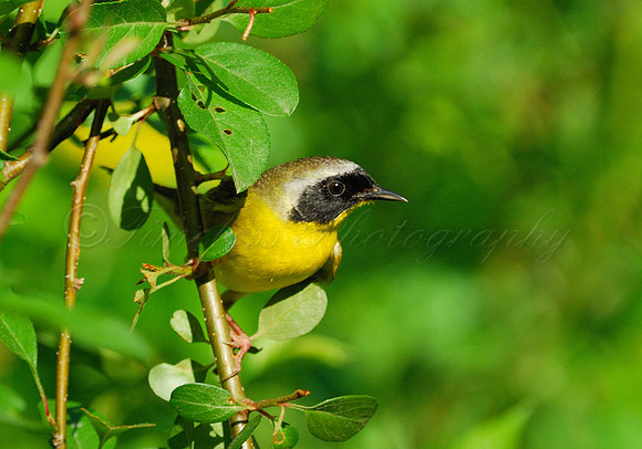 COMMON YELLOWTHROAT