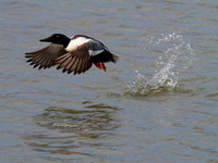 Ducks & Grebes