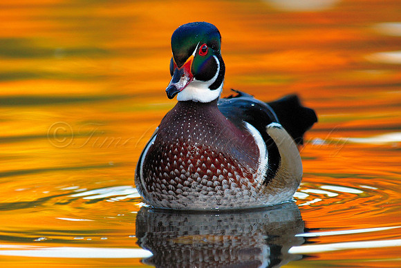 Male Wood Duck