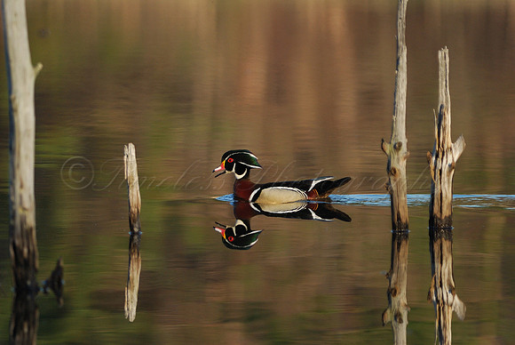 Male Wood Duck