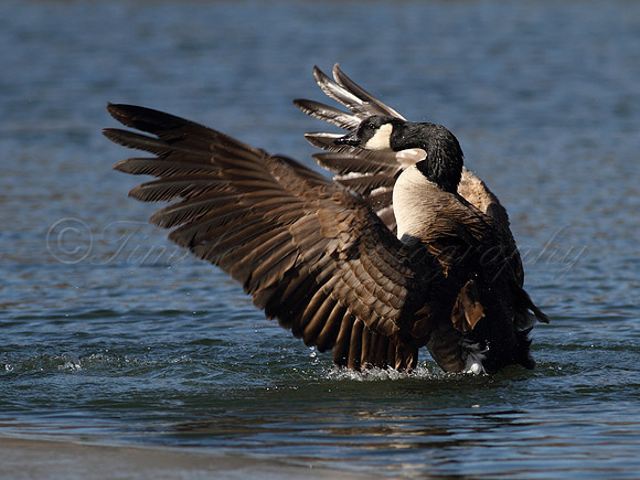 Canada Goose