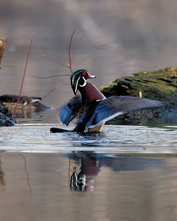 Male Wood Duck