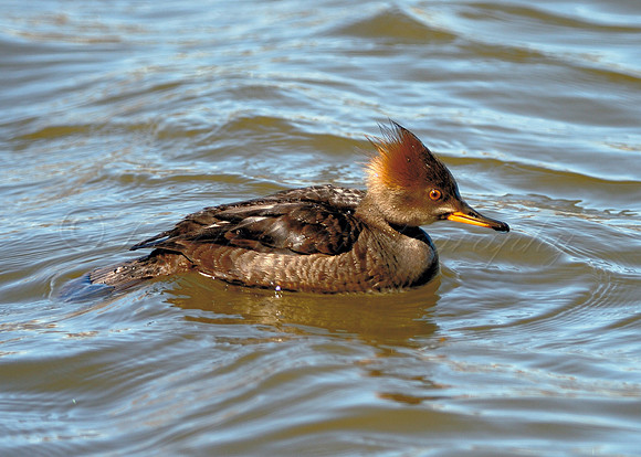 Merganser