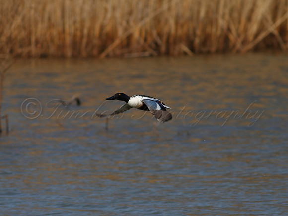 Northern Shoveler