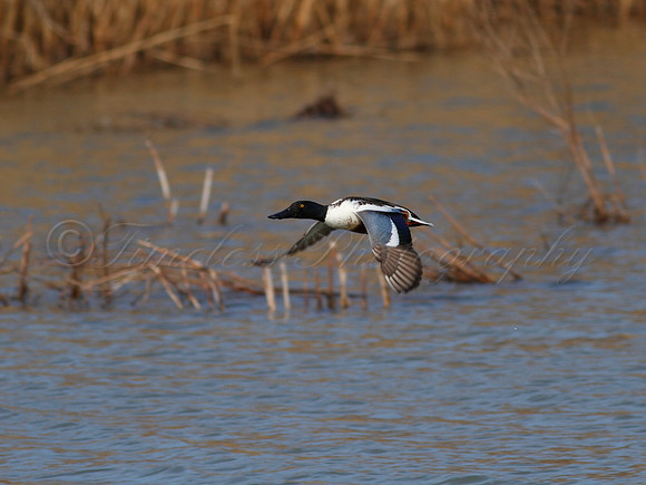 Northern Shoveler