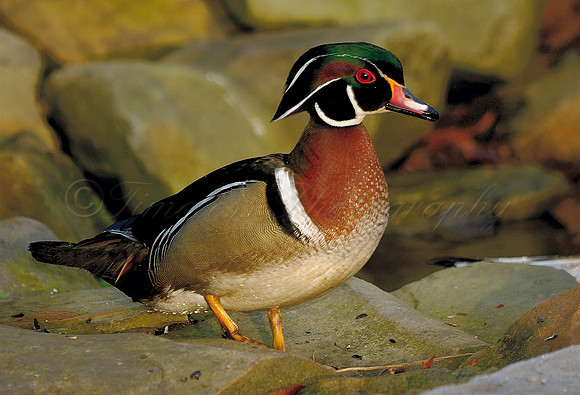 Male Wood Duck