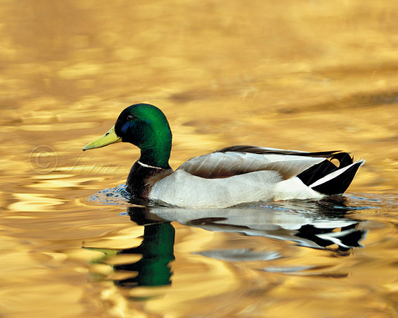 Male Mallard