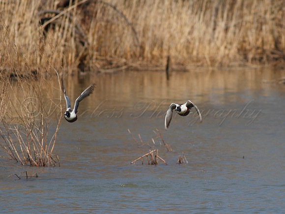 Northern Shoveler