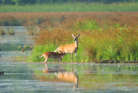 Doe and fawn