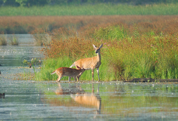 Doe and fawn