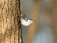 Perching Birds