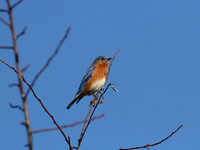 Perching Birds