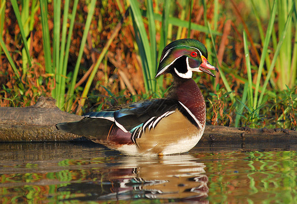 Male Wood Duck