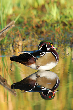 Male Wood Duck